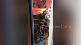 Hungry pet cat browses through food in fridge