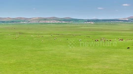 Horses Graze on The Grassland in Chengde, Hebei Province, China