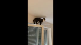 Kitty Gets a Lift Down
