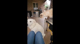 Chatty Cat Bops Quiet Dog