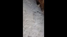 This is a video that show how a sleeping dog can perceive scent perceive