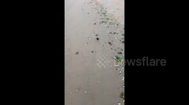 A Mole spotted on the Beach in Weihai, Shandong, China