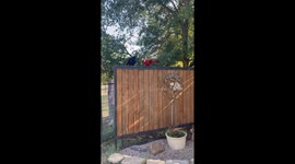 Juvenile Crows Hang Out With Scarlet Macaw