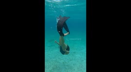 Turtle Teaches Tourists About Nature