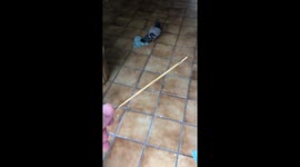 Crumble the Pigeon Builds Nest On Couch