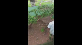 The man moves in the snake cage with hundreds of snakes to clean up and feed the snakes