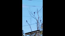 Two separate flocks of black vultures hanging out in trees near my house