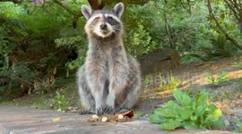 Raccoon Mom Has A Snack