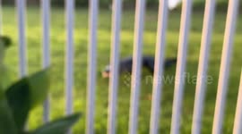 Alligator Squeezes Through Cocoa Beach Fence
