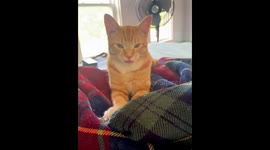 Orange Cat Sticks His Tongue Out