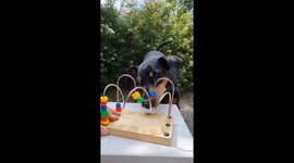 Pinscher Demonstrates Fine Motor Skills By Playing With a Children's Toy