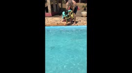Dog Wears Her Floaties In The Pool