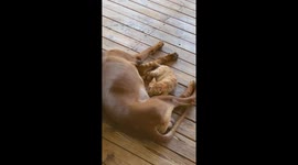 Kitty Cuddles With Doggy Friend