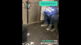 Pigeon Rides On the NYC Subway!