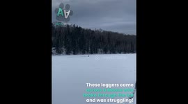 Moose Rescued From Frozen Lake!