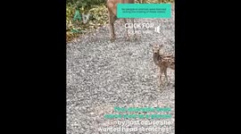 Cutest Fawn asks for Head Scratches