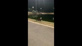 Capybara Causes Runner to Fall Over
