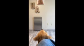 Golden Retriever Meets His Enemy at the Vet