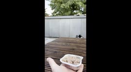 Male Crow Feeds Hungry Fledglings