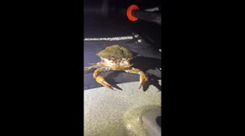 Skin-crawling footage shows moulting crab emerging from old shell