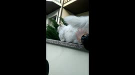 When The Scritches Are Good