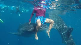 Huge whale shark balances snorkeler on its nose to take him for a ride