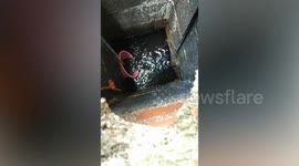 Kitten stuck in sewer rescued with a pole by kind locals