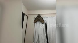 Pet owner mistakes his huge pet owl spreading its wings for giant moth