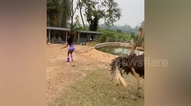 Angry ostrich chases woman on farm in Thailand