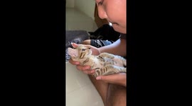 Playful pranks and paw popping: a kitten's hilarious reflexes!