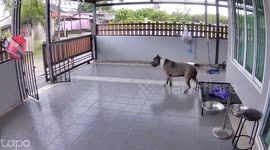 Pet American bully dog escapes from home when strong winds blow gates open