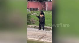 Bear waves like a human at Thai zoo amid questions over 'humans in costumes' in China