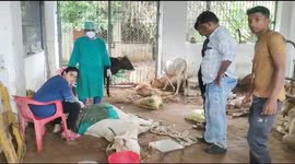 Vets remove 50kg of PLASTIC BAGS from stomach of cow in India