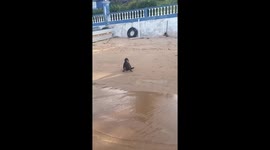 Internet left 'terrorised' by video of bizarre 'demon' creature on beach