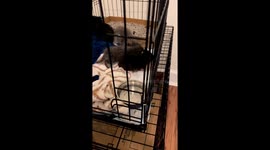 Adorable foster kittens indulge in a 'paws'-itively messy drink!