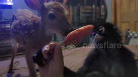 Deer and Monkey Share a Popsicle