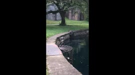 Snapping Turtle Climbs Out Of Pond