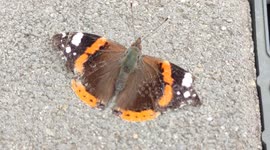 Butterfly in urban wildworld. Paris suburb, France, Saint-Nom-la-Bretèche. 3 aug 2023.
