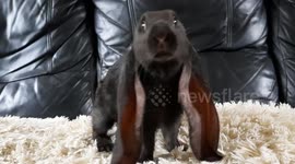 Do Your Ears Hang Low?