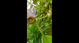 A Tiny Hummingbird Nest