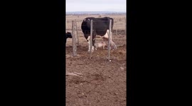 Piglets Nurse From Cow