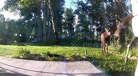 Early Morning Visitors