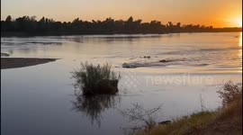 Hippo Mom and Calf Race Through Water