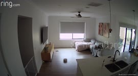 Bulldog Waits Like A Man