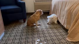 Paralyzed Puggle and blind Westie playing together and it’s hilarious