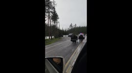 Yellowstone Bison Given Police Escort