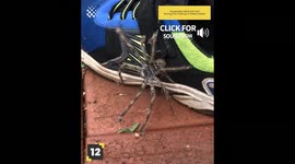 12 Times Australian Wildlife Got too Close!
