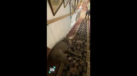 Why we Love Pitbulls