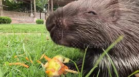 Zoo Animals Enjoy Cold Treats To Cool Down As Scorching Heat Batters Valencia, Spain