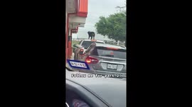 Dog Takes a Ride on Top of Pickup
